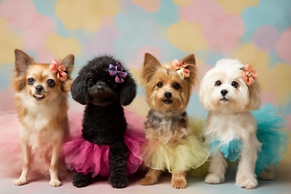 Small dogs dressed in colorful doggie tutus, showcasing the appeal and joy of pet fashion.